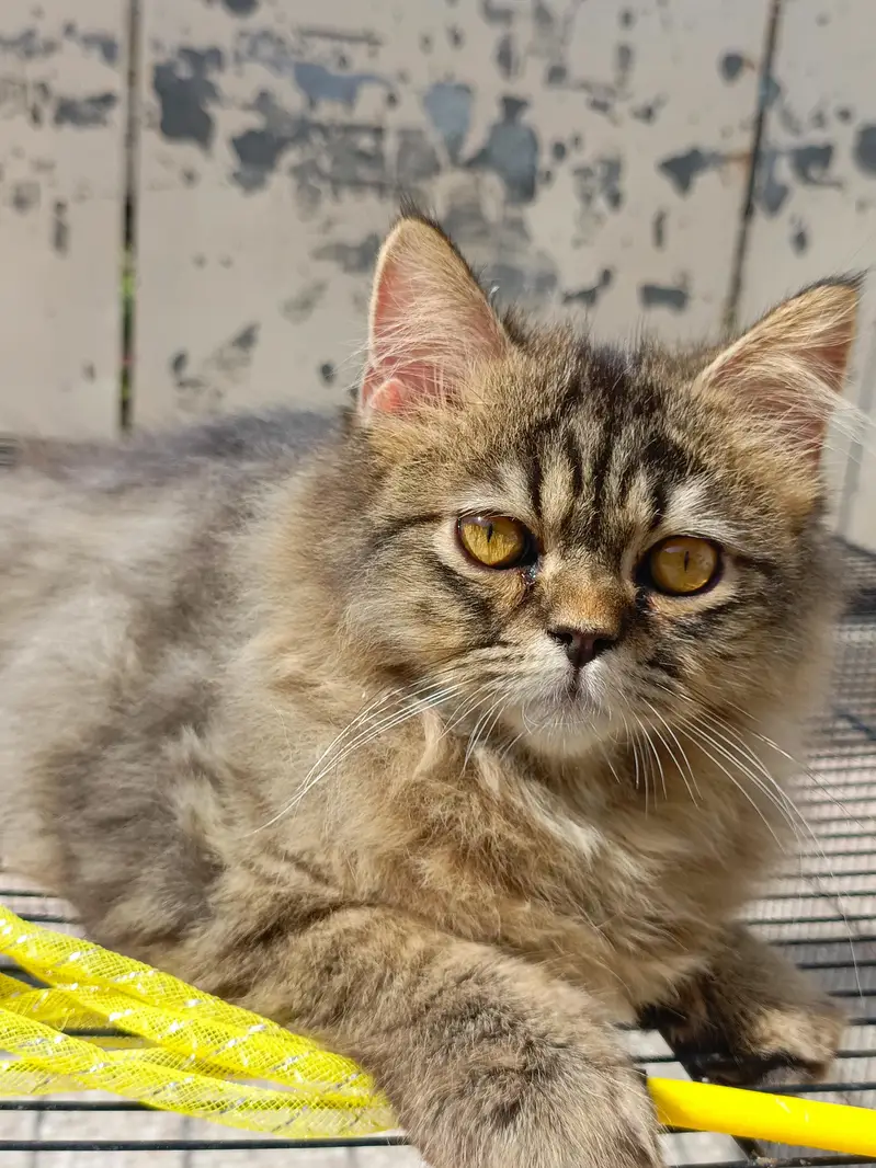 cats/Kitten for sale — photo 4