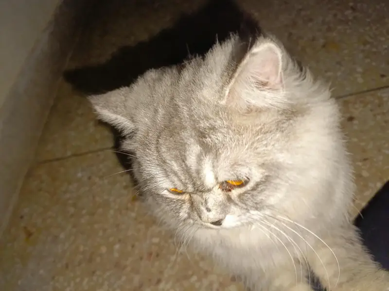 cats/Kitten for sale — photo 5