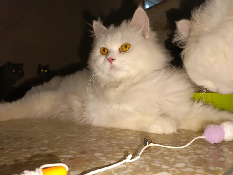 cats/Kitten for sale — photo 6