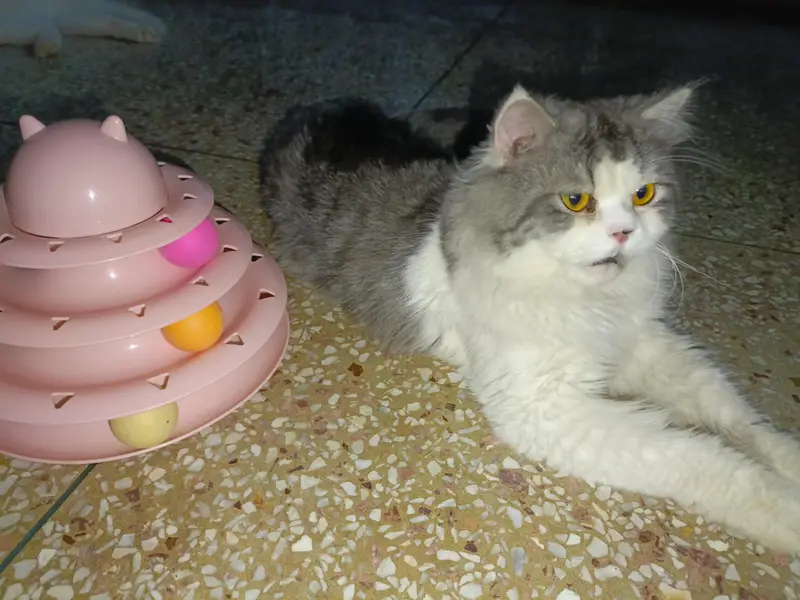 cats/Kitten for sale — photo 8