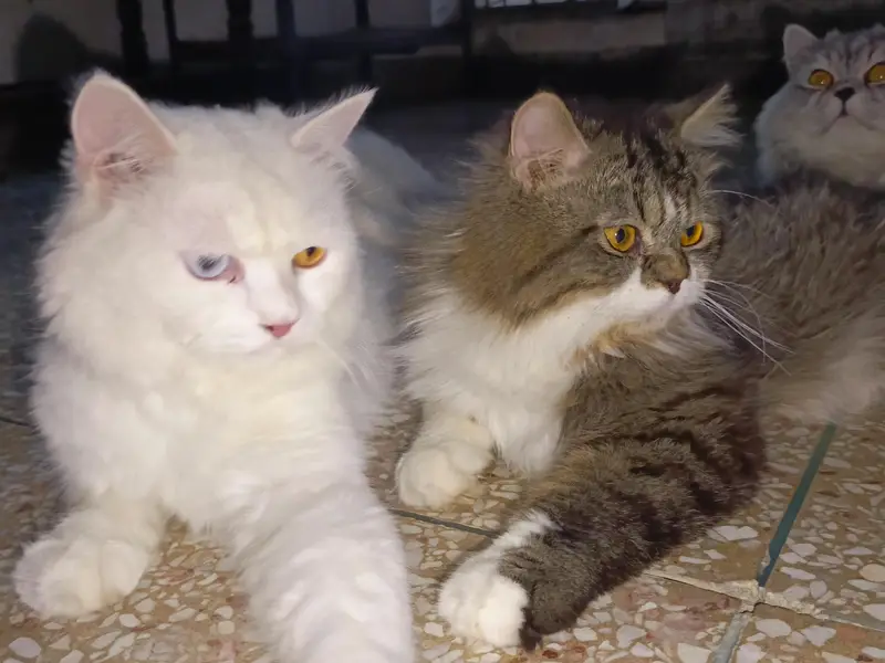 cats/Kitten for sale — photo 9