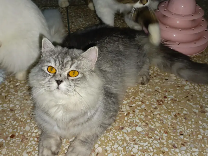 cats/Kitten for sale — photo 10