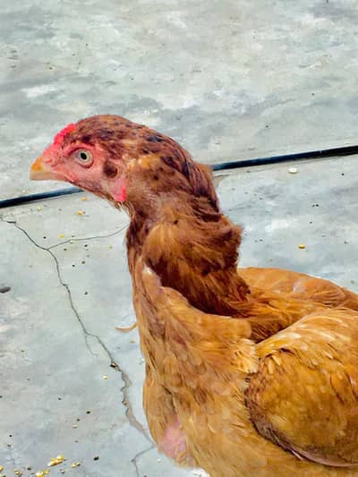 asseel murgi mian wali nasal Whatsapp number 03107410063