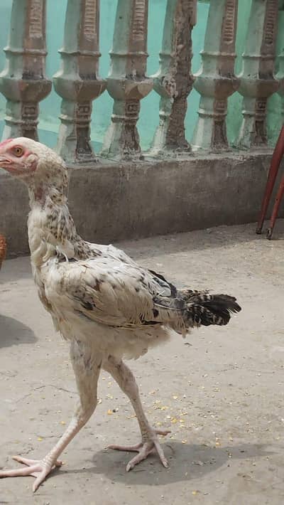 aseel chicken