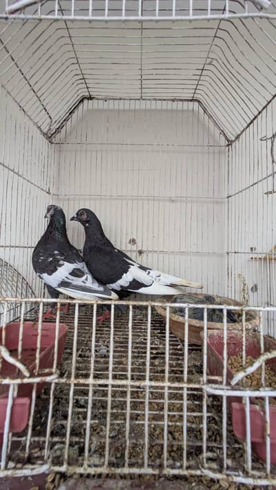 kala gandaidar breeder pair for sale
