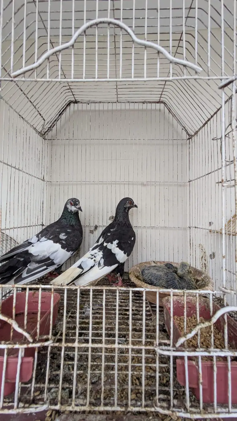 kala gandaidar breeder pair and hand tame pigeon for sale — photo 2