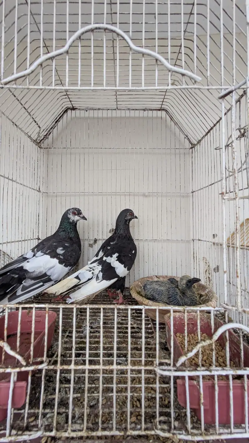 kala gandaidar breeder pair and hand tame pigeon for sale — photo 3