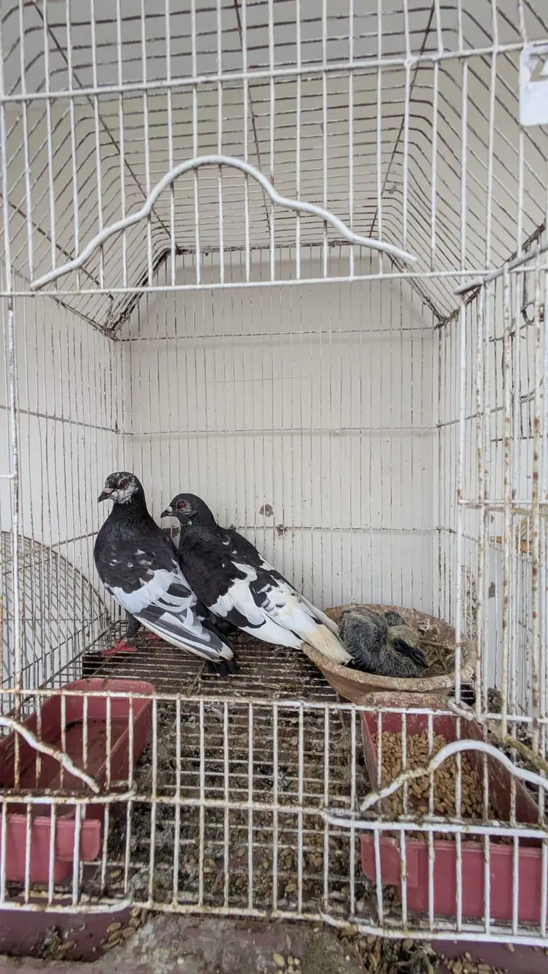 kala gandaidar breeder pair and hand tame pigeon for sale — photo 4