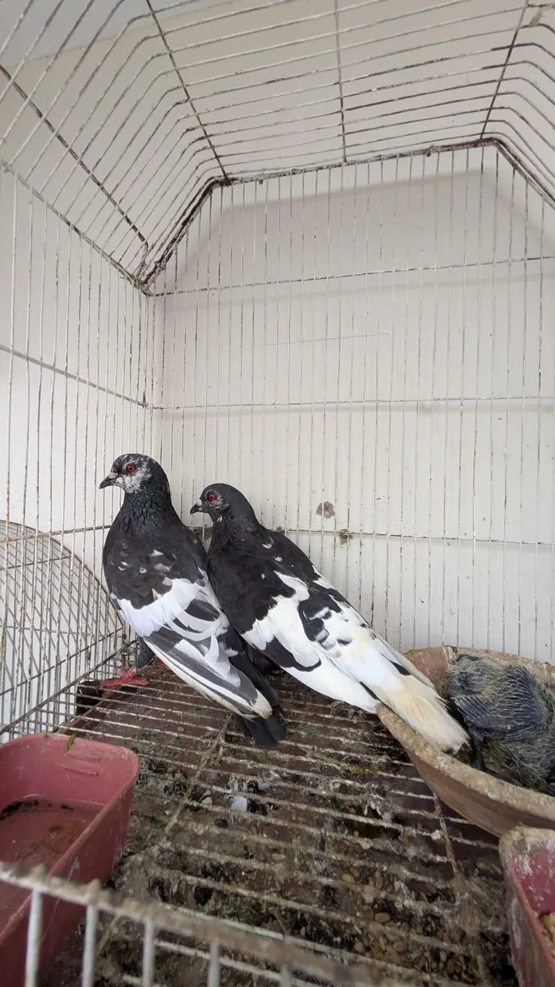 kala gandaidar breeder pair and hand tame pigeon for sale — photo 5