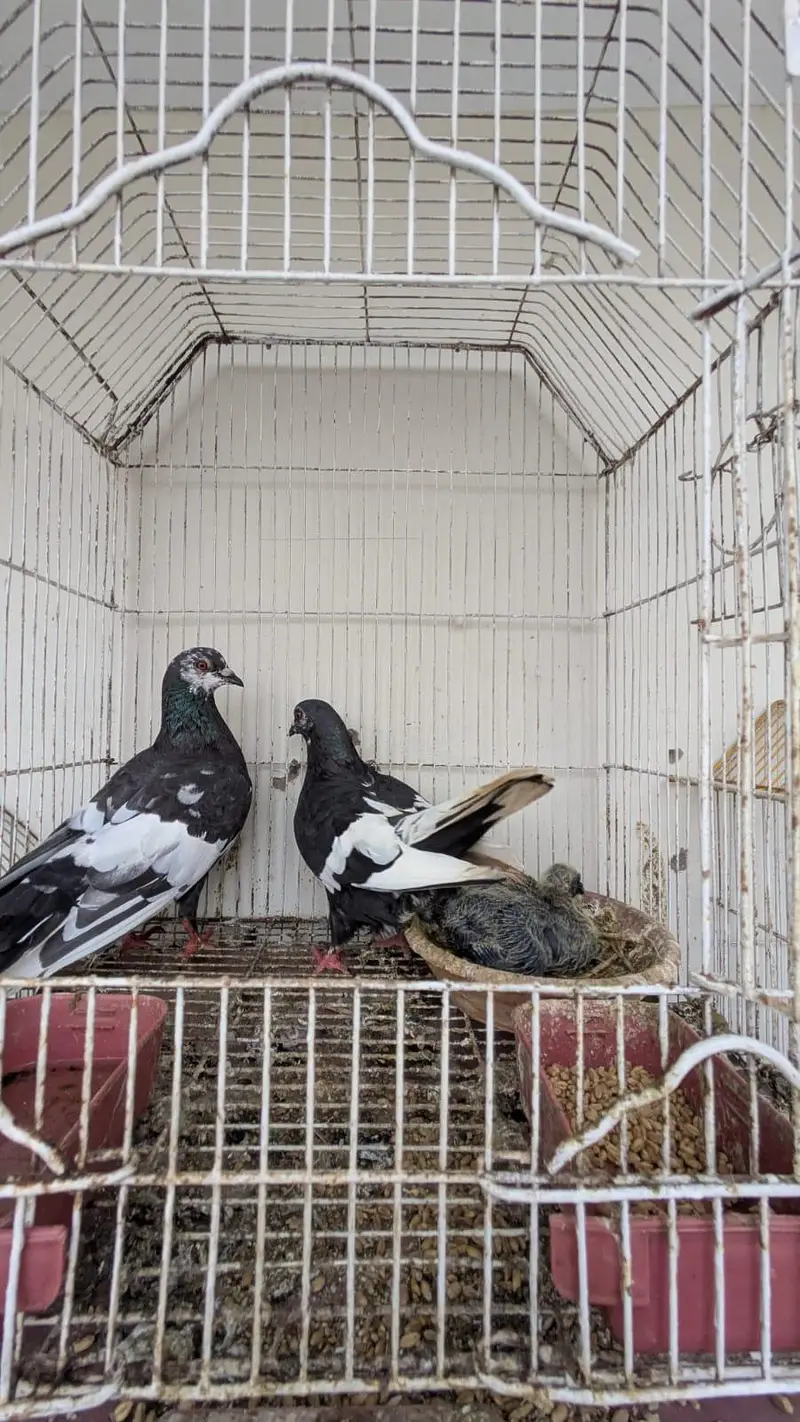 kala gandaidar breeder pair and hand tame pigeon for sale — photo 6