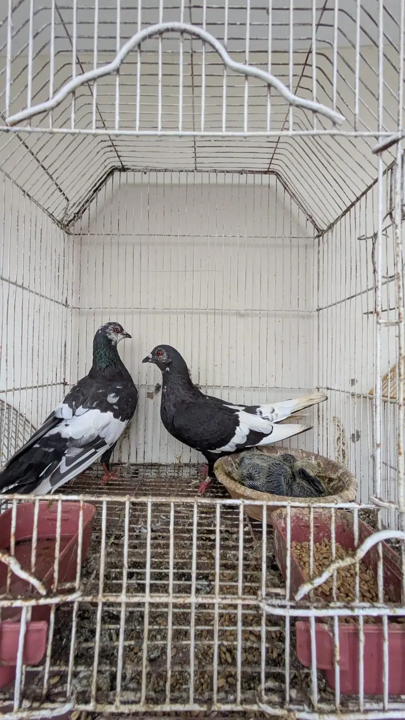 kala gandaidar breeder pair and hand tame pigeon for sale — photo 7