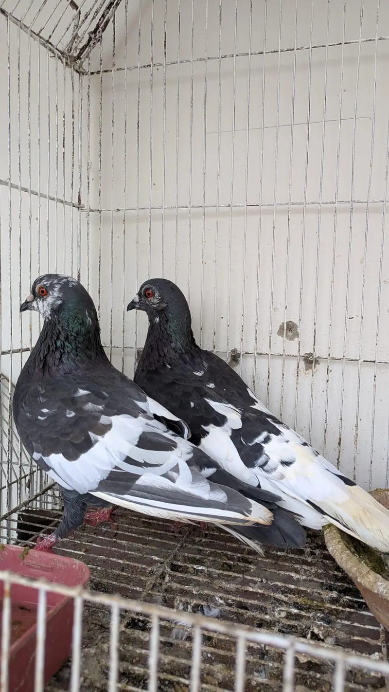 kala gandaidar breeder pair and hand tame pigeon for sale — photo 8