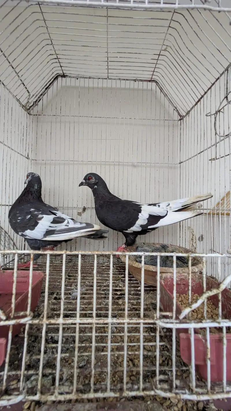kala gandaidar breeder pair and hand tame pigeon for sale — photo 9