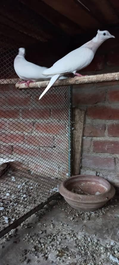 Violet Neck Doves Pairs