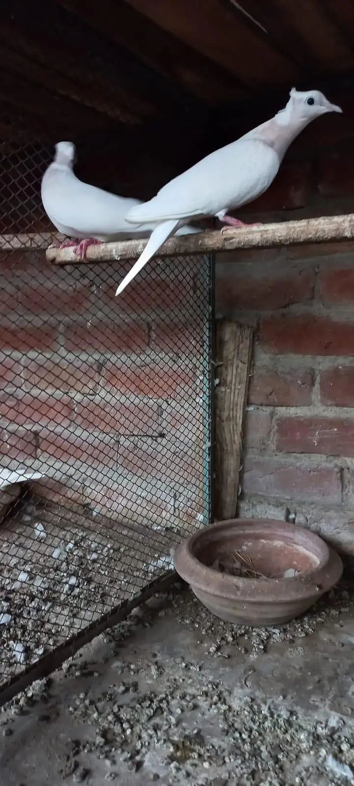 Violet Neck Doves Pairs