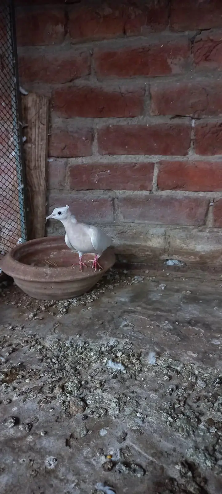 Violet Neck Doves Pairs — photo 2