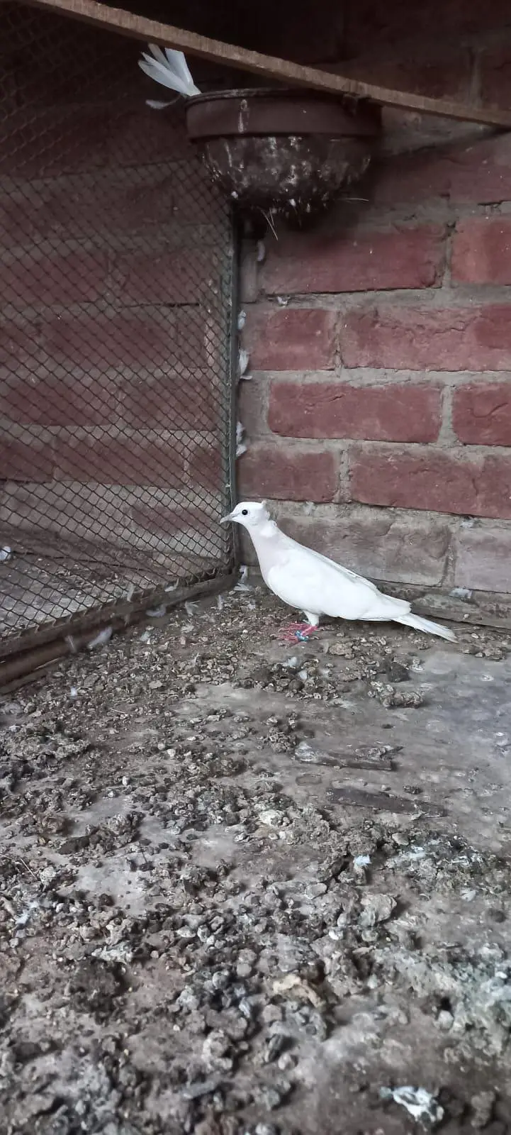 Violet Neck Doves Pairs — photo 3