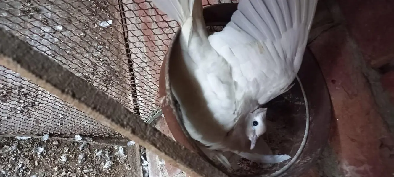 Violet Neck Doves Pairs — photo 4