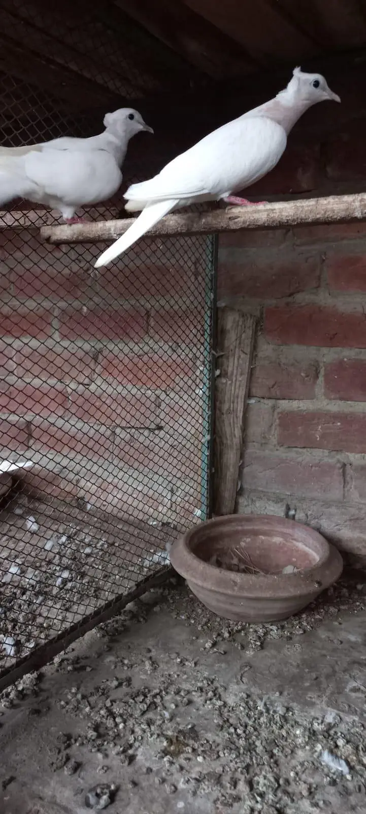 Violet Neck Doves Pairs — photo 5