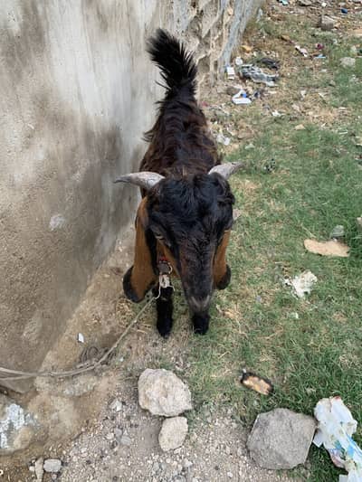 Male bakra in  Malir burhani town