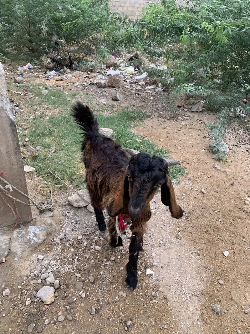 Male bakra in  Malir burhani town — photo 2