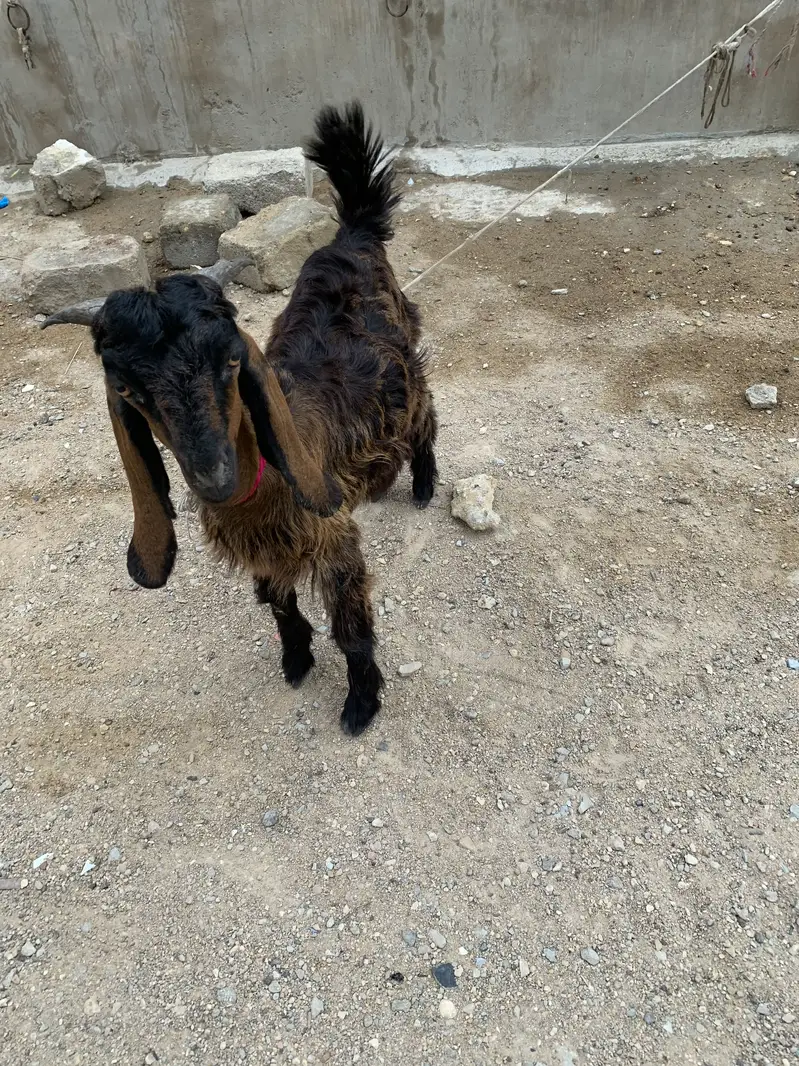 Male bakra in  Malir burhani town — photo 3