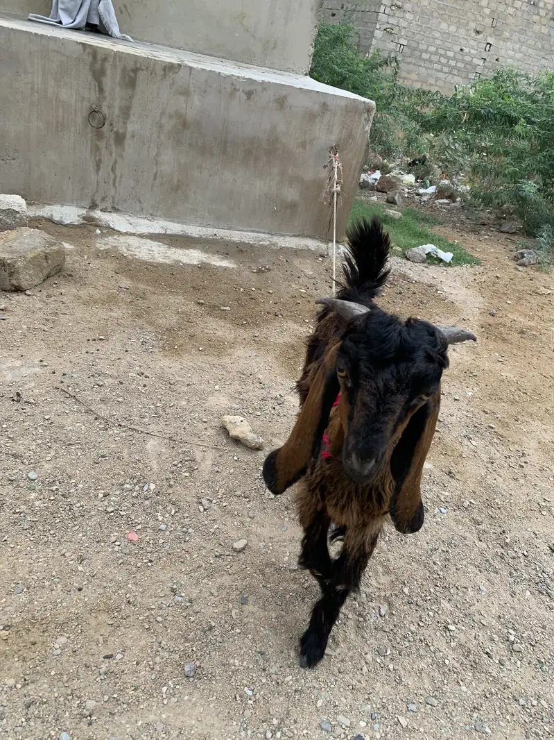 Male bakra in  Malir burhani town — photo 4