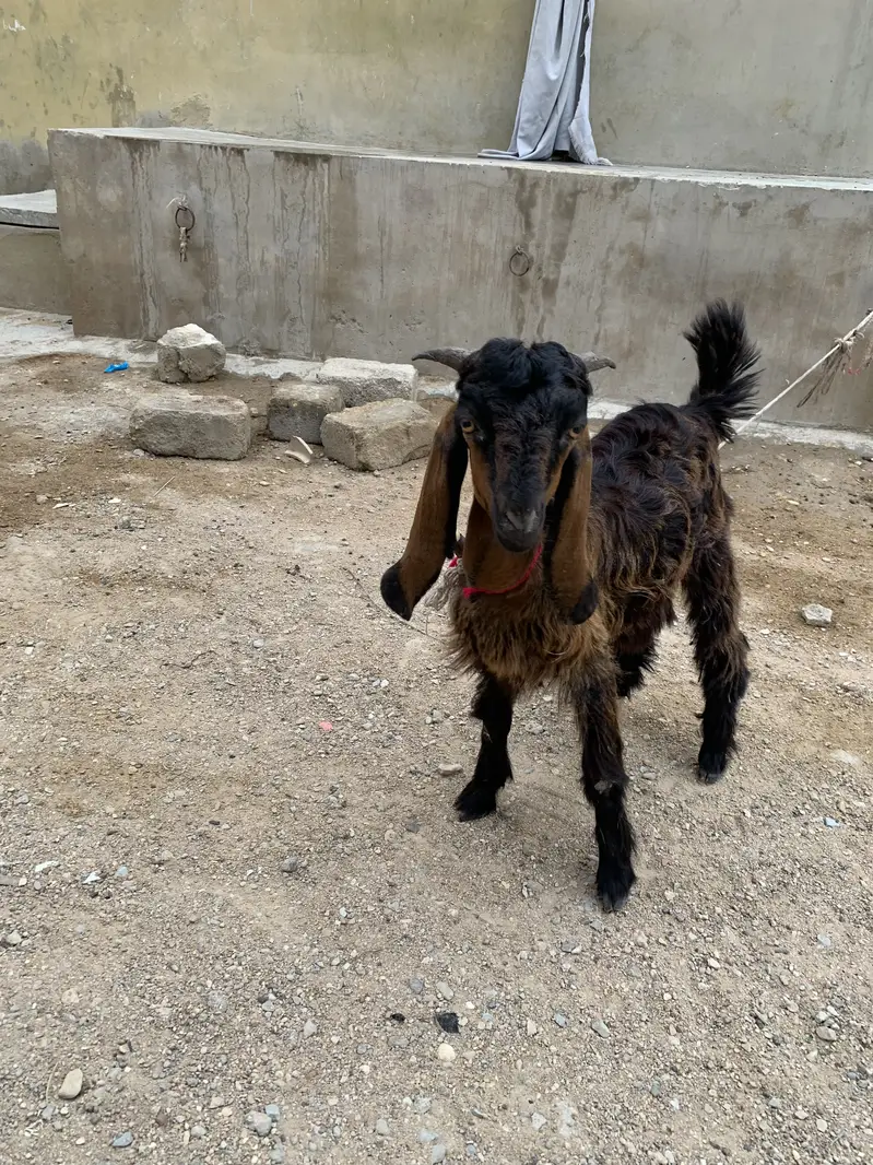Male bakra in  Malir burhani town — photo 5