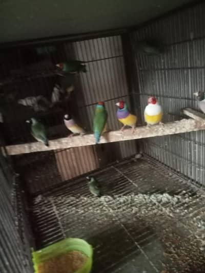 Common Gouldian Finch pair