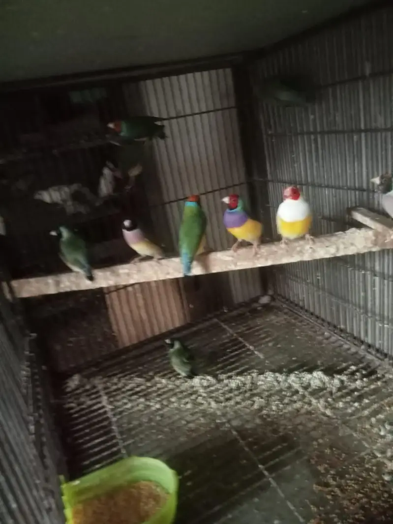 Common Gouldian Finch pair