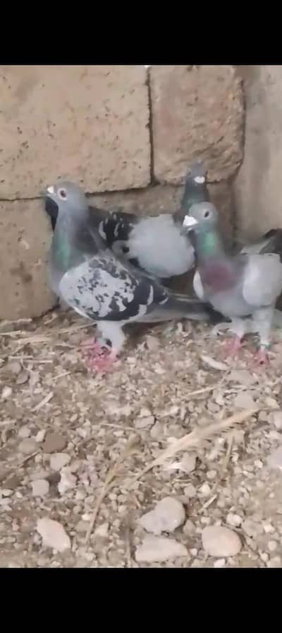Pigeon for sale