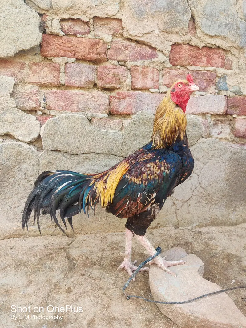 Java for urgent sale plz — photo 3