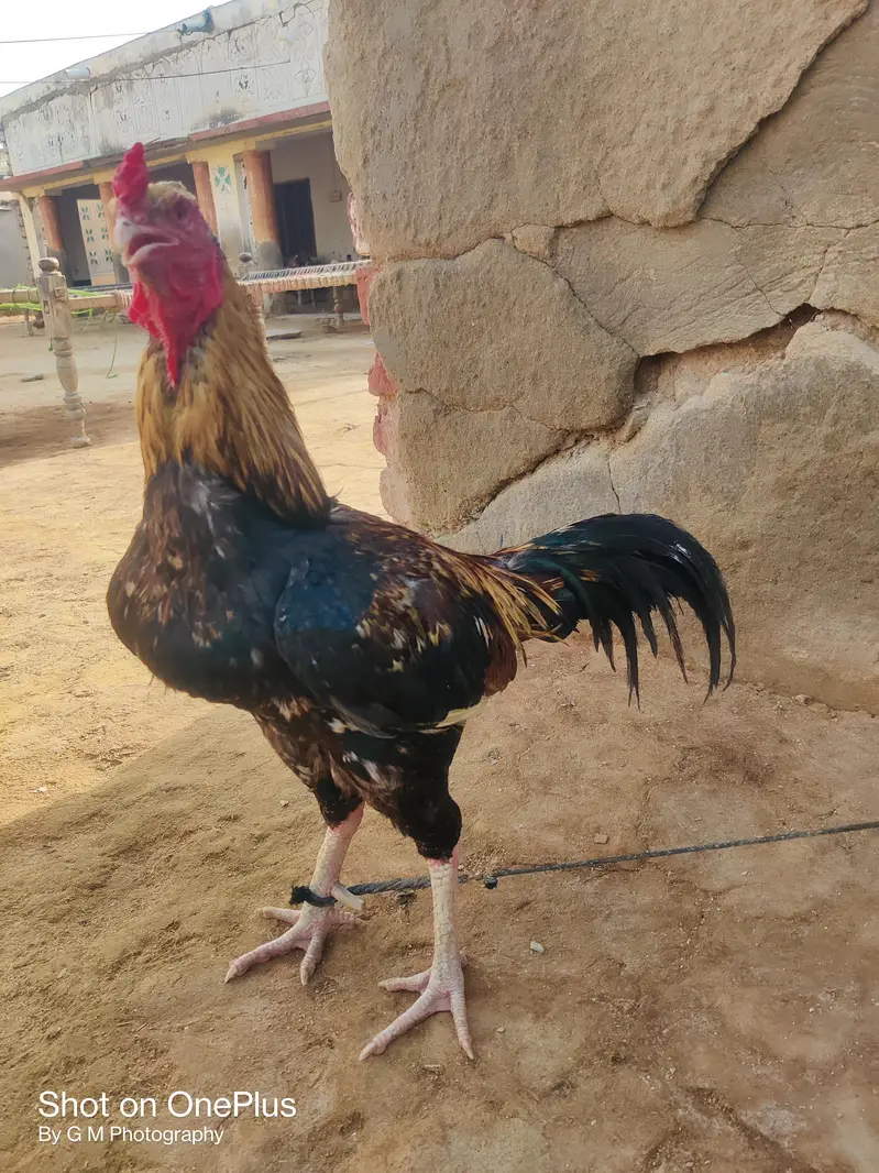 Java for urgent sale plz — photo 4