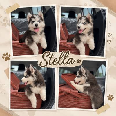 Siberian Husky Female Puppy