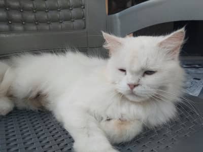 PERSIAN Cat for Sale