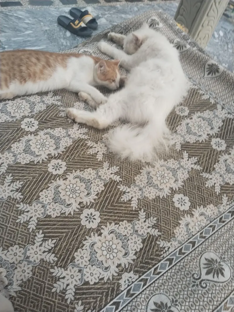 PERSIAN Cat for Sale — photo 2