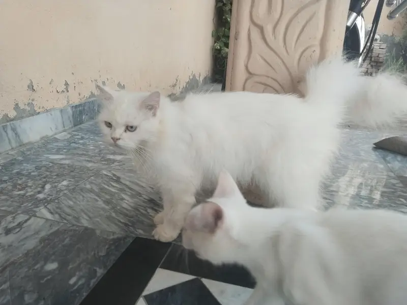 PERSIAN Cat for Sale — photo 3