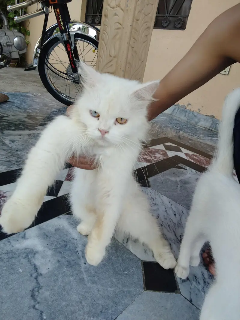 PERSIAN Cat for Sale — photo 4