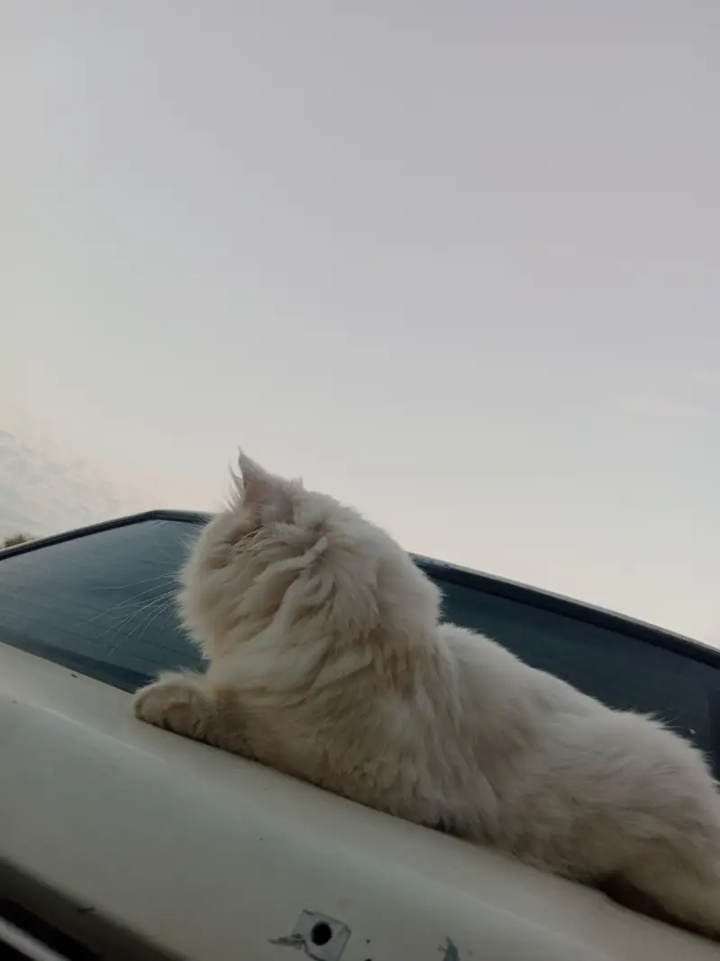 PERSIAN Cat for Sale — photo 5