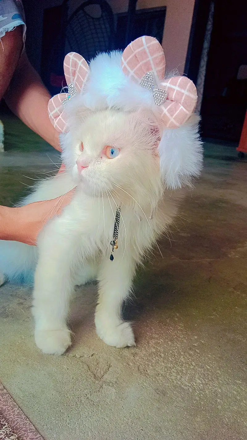 PERSIAN Cat for Sale — photo 6