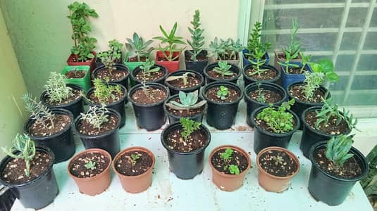 Many plants Different Prices