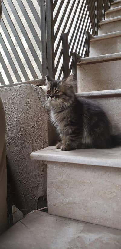 persian cat female