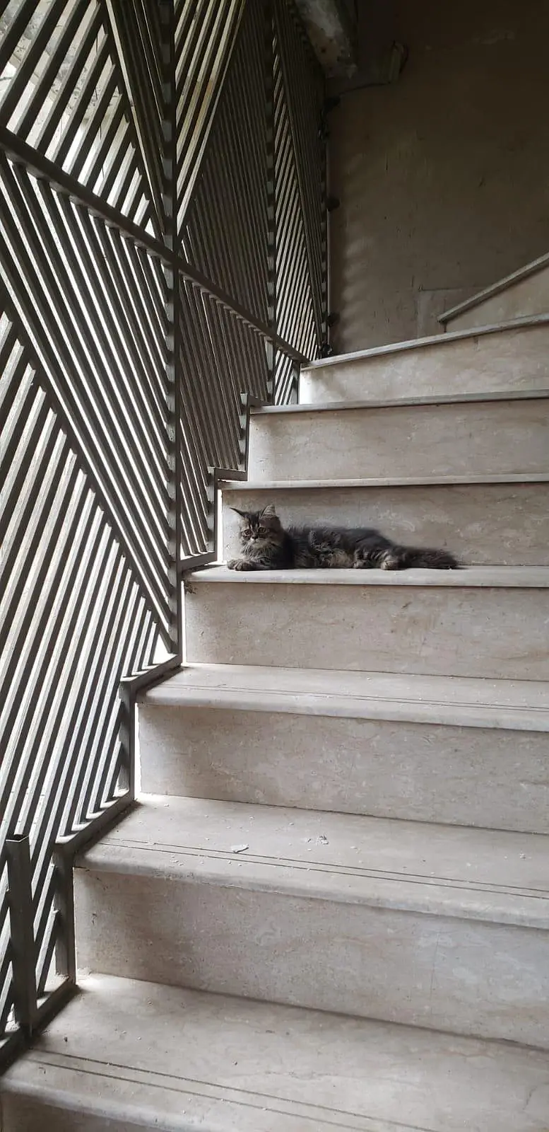 persian cat female — photo 2