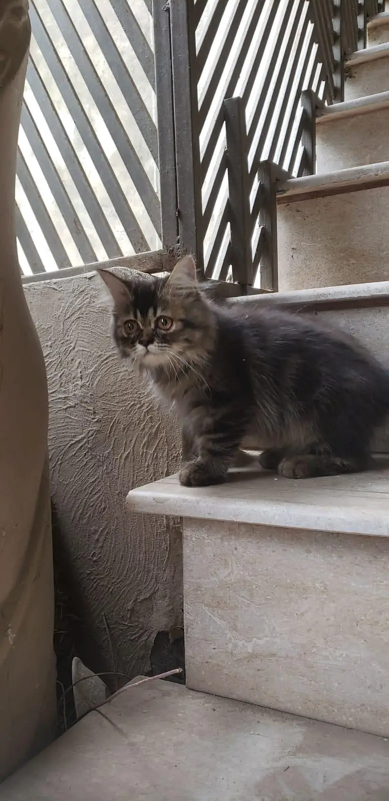 persian cat female — photo 3