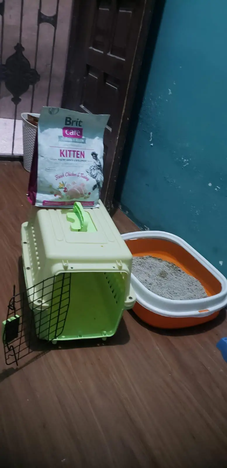 persian cat female — photo 4