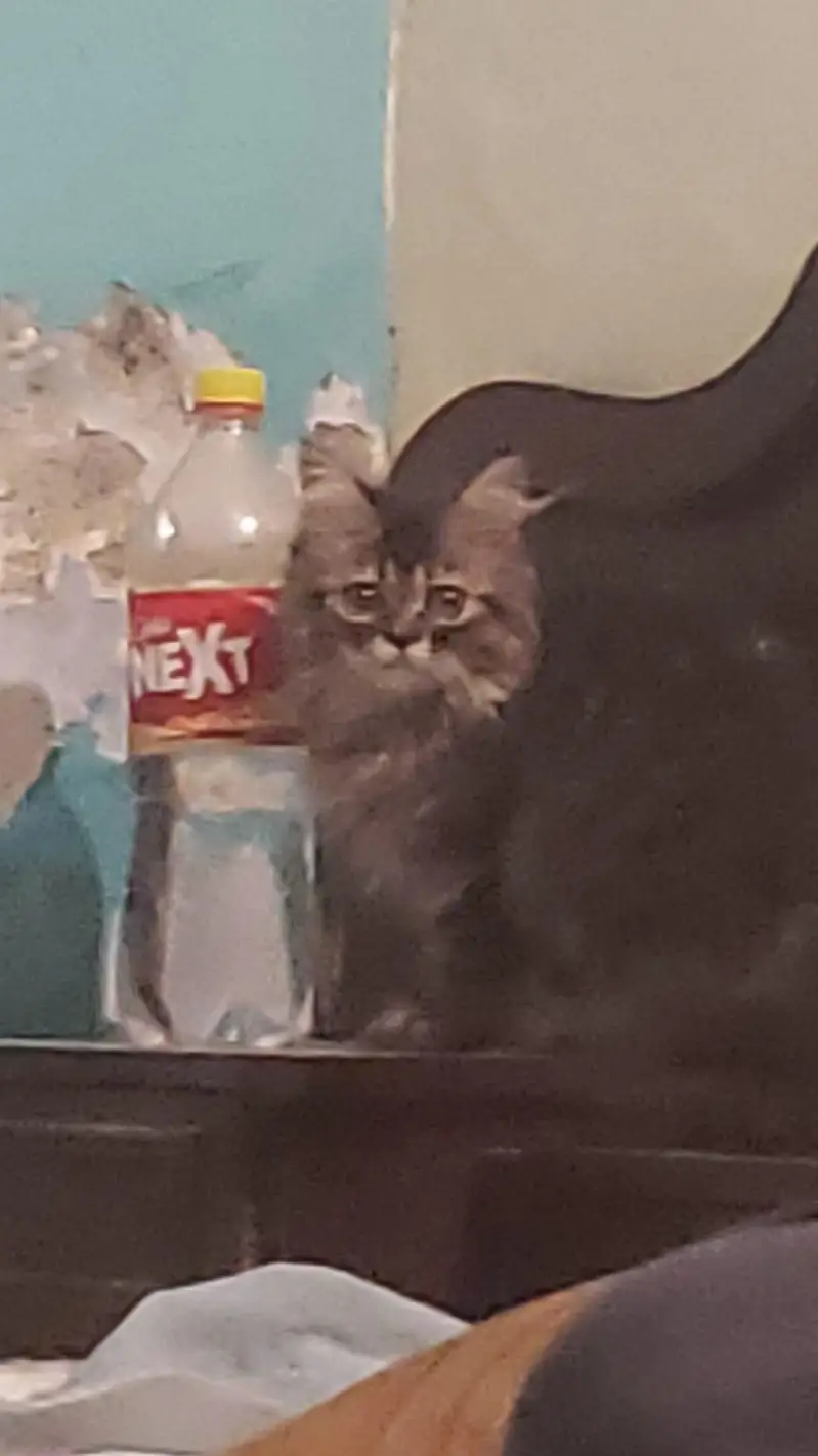 persian cat female — photo 5
