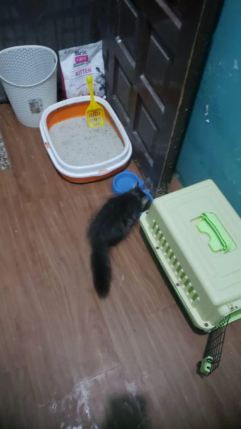 persian cat female — photo 6