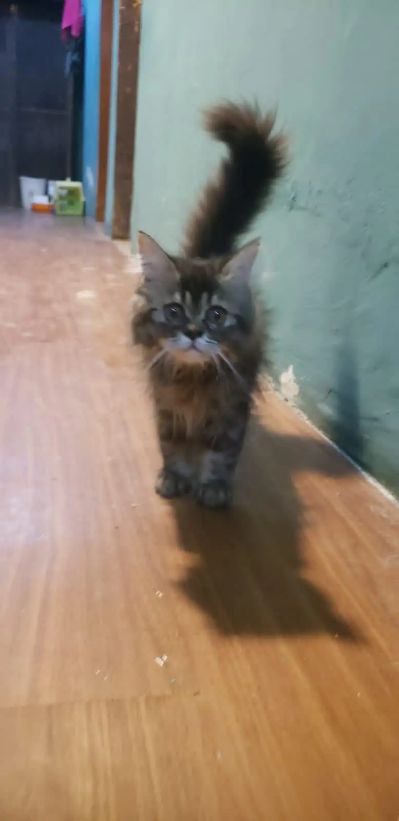 persian cat female — photo 7