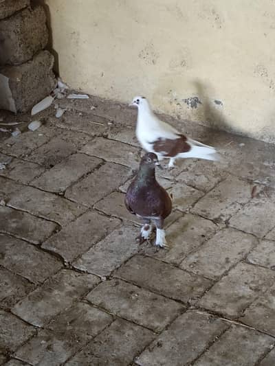 sherazi pair