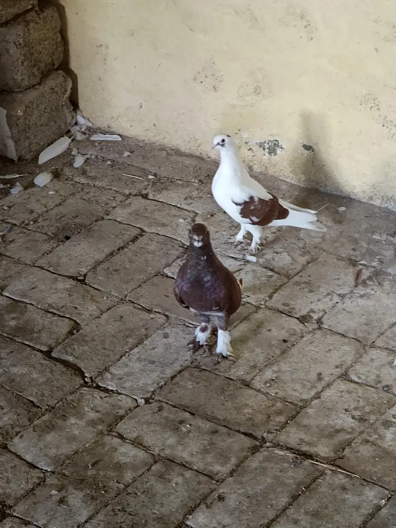 sherazi pair — photo 2